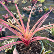 x Sincoregelia 'Brainstorm'