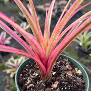 x Sincoregelia 'Brainstorm'