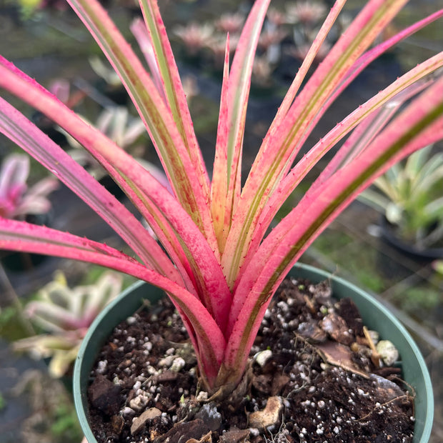 x Sincoregelia 'Brainstorm'