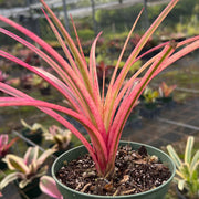 x Sincoregelia 'Brainstorm'