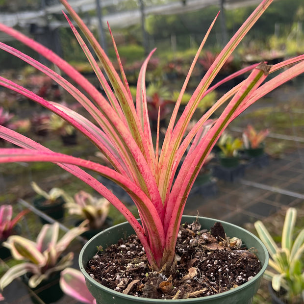x Sincoregelia 'Brainstorm'