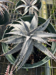 Dyckia 'Warren' f2