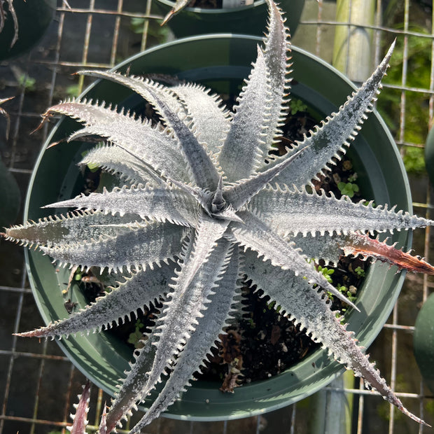 Dyckia 'Warren' f2
