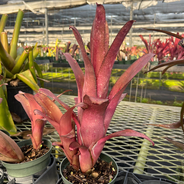 Billbergia Beadle hybrid #1560