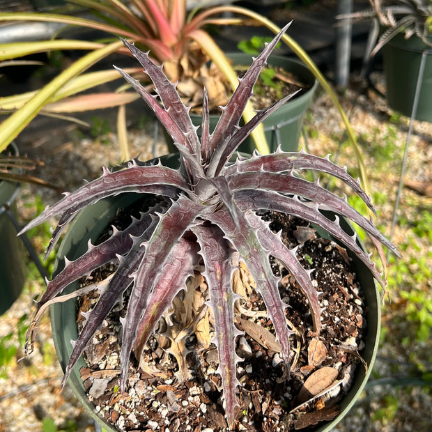 Dyckia goehringii Red