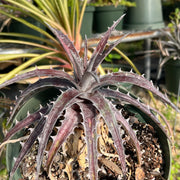 Dyckia goehringii Red