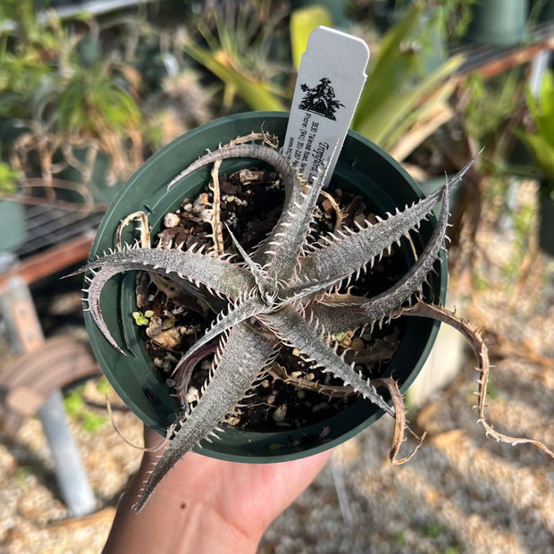 Dyckia delicata x 'T-Rex'