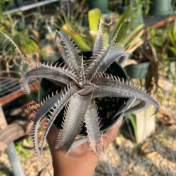 Dyckia delicata x 'T-Rex'