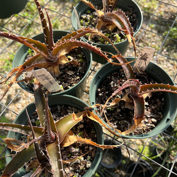 Dyckia 'Oddball'