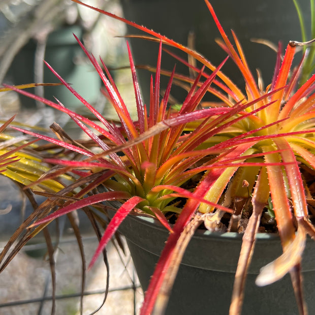 Sincoraea navioides SEL1981-2356