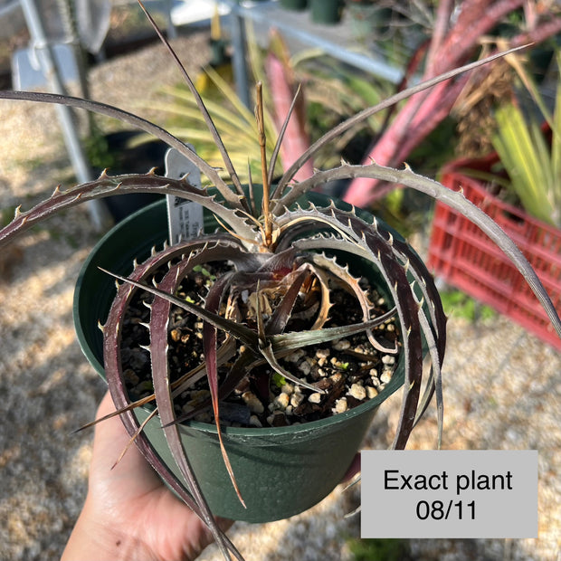 Dyckia 'Milky Way'