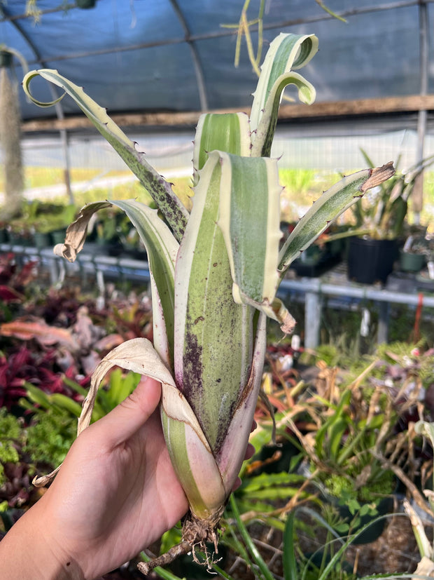 Hohenbergia magnispina 'Karla'