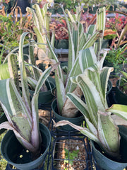 Hohenbergia magnispina 'Karla'