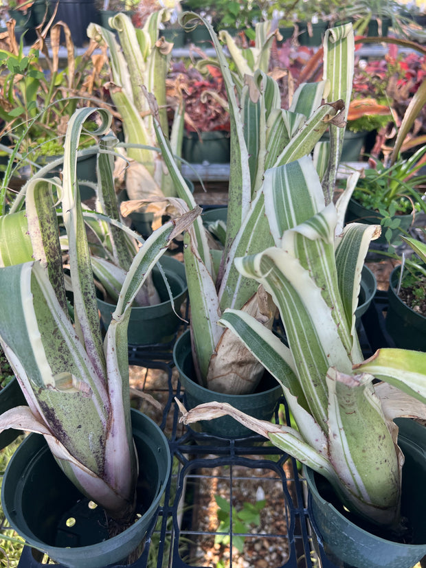 Hohenbergia magnispina 'Karla'