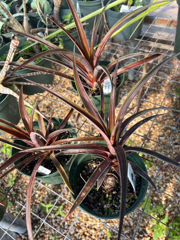Ananas 'Ablaze'