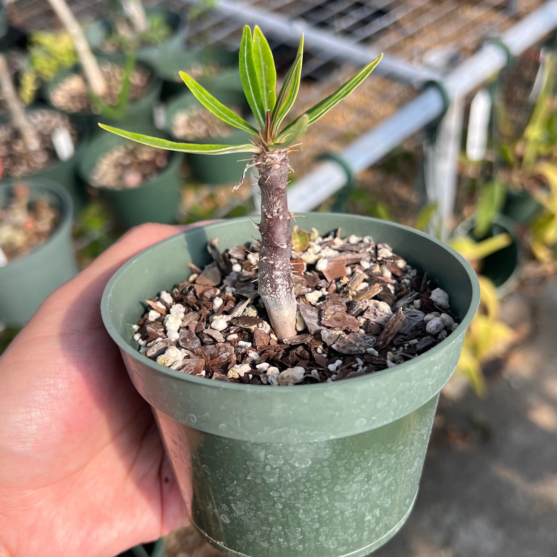 Pachypodium gracilius – Tropiflora