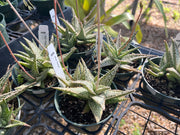 Aloe 'Diego'
