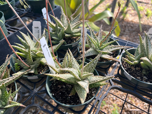 Aloe 'Diego'