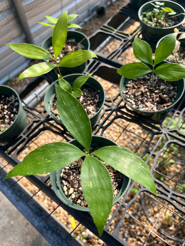 Zamia variegata