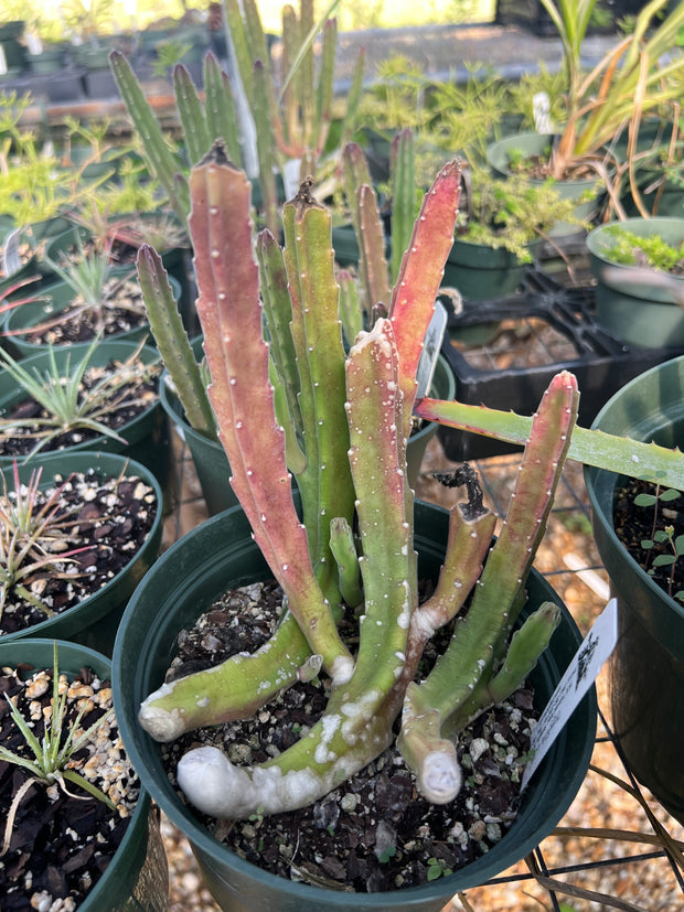 Stapelia leendertziae 'Burgundy Bells'
