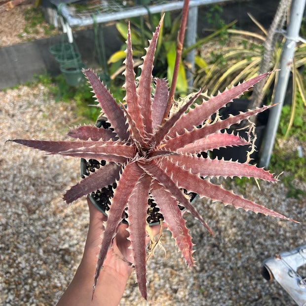 Dyckia 'Gargantua'