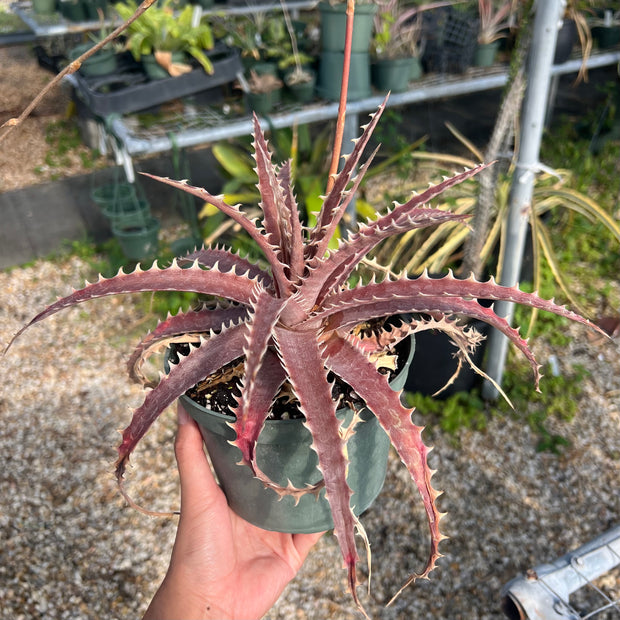 Dyckia 'Gargantua'