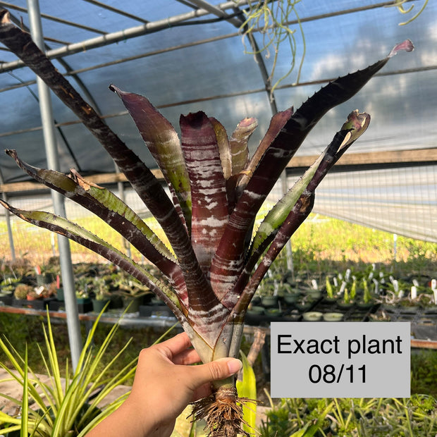 Aechmea 'Black Zombie'