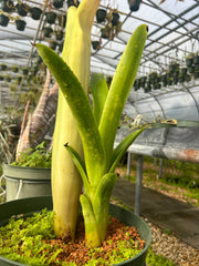 Billbergia magnifica