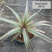x Dycklirium 'Land Shark'