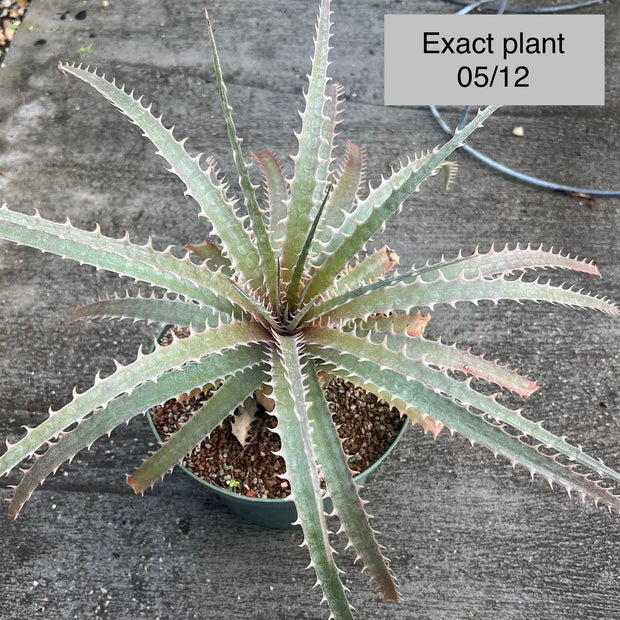 x Dycklirium 'Land Shark'