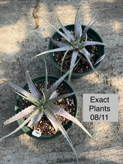 x Dyckcohnia 'Conrad Morton'