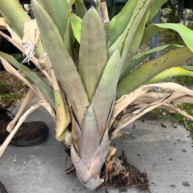 Aechmea perforata WB clone