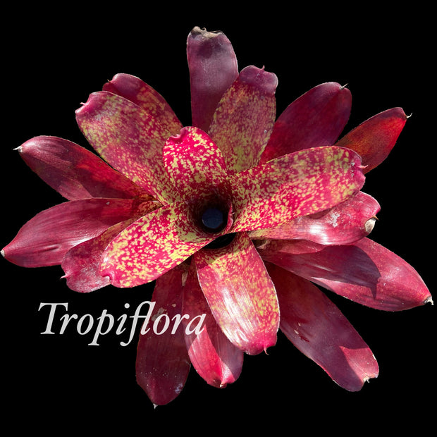 Neoregelia 'Fool's Paradise'