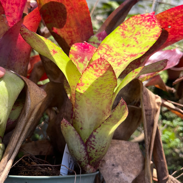 Neoregelia 'Fool's Paradise'