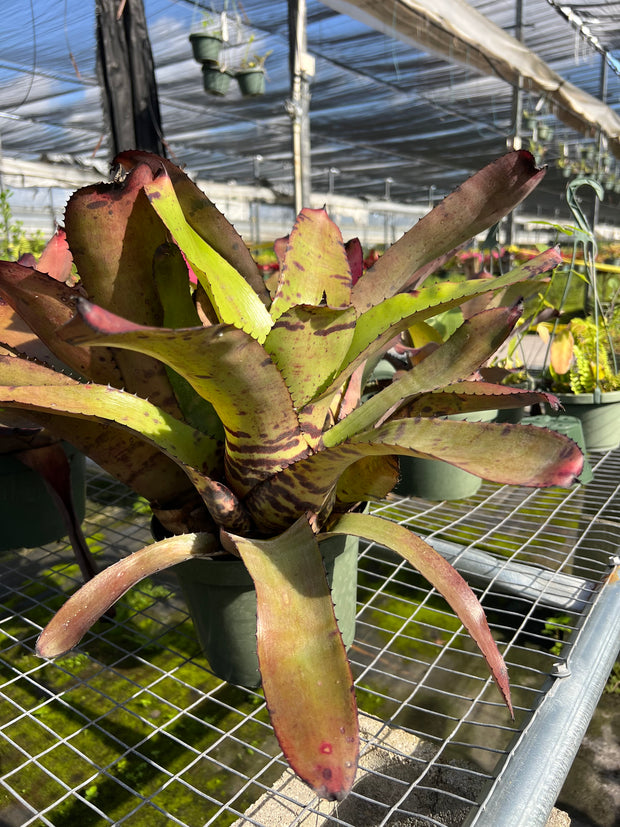 Neoregelia carcharodon 'Giant'