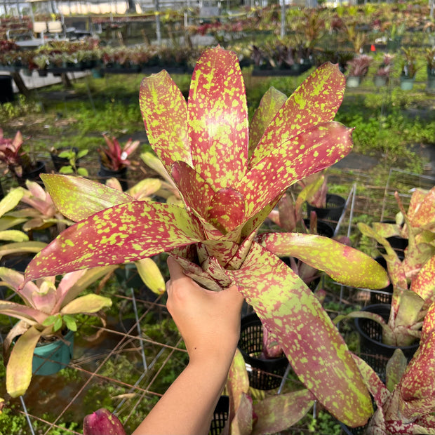 Neoregelia 'Extraordinaire'