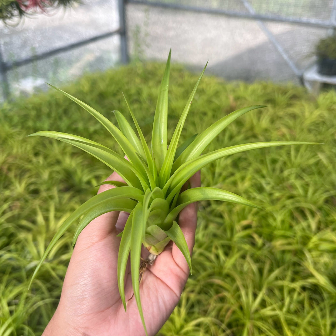 Tillandsia brachycaulos 'Giant Form' – Tropiflora