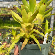 Quesnelia tubifolia