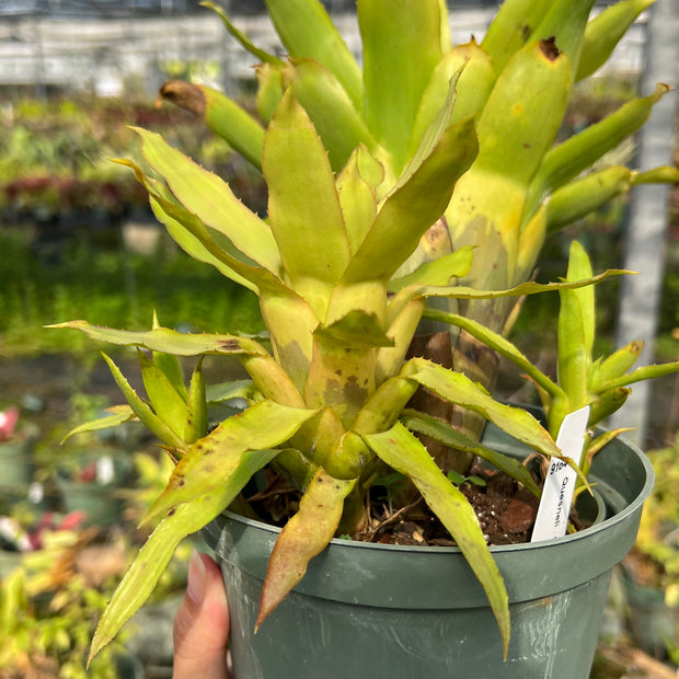 Quesnelia tubifolia