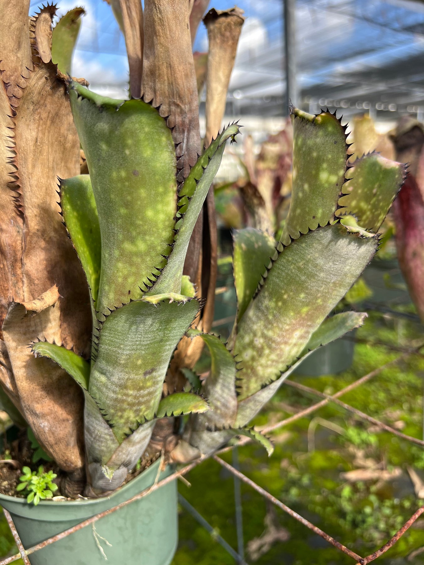 Billbergia 'Original Sin' – Tropiflora