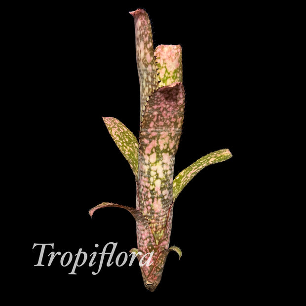 Billbergia 'Tuti Fruiti'