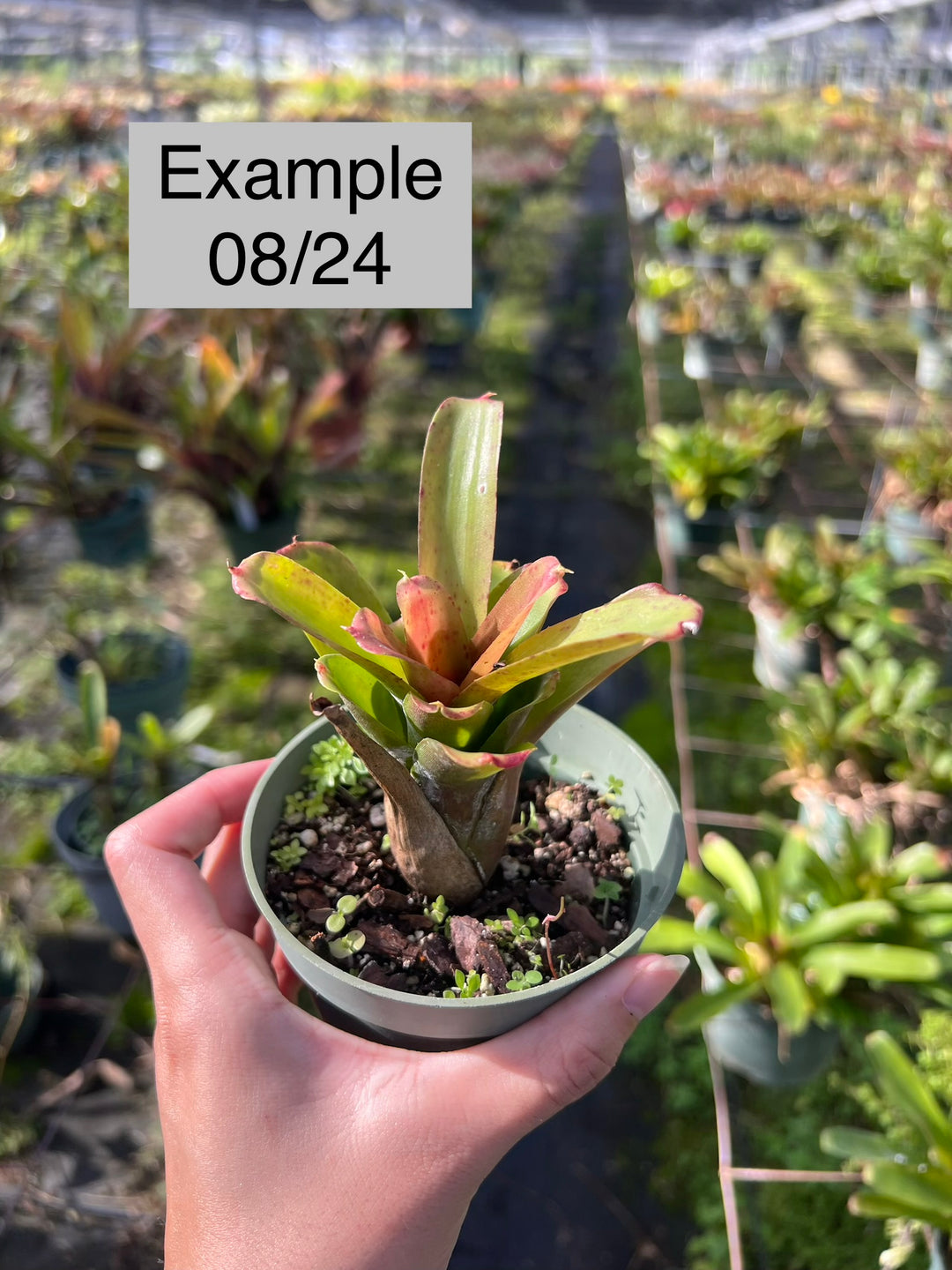 Neoregelia 'Chiquita Linda' – Tropiflora