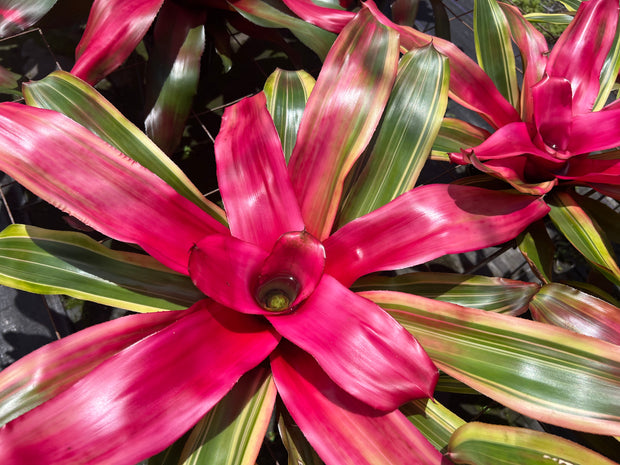 Neoregelia 'Grant's Serendipty' - FLASH SALE