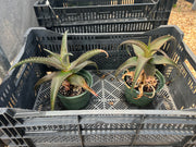 Aloe vaombe x saponaria - FLASH SALE