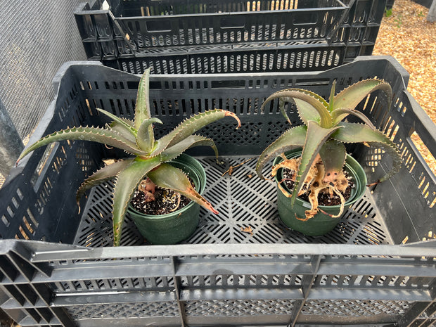 Aloe vaombe x saponaria - FLASH SALE