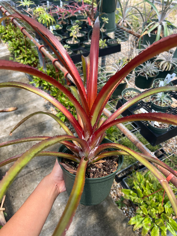 x Anamea 'Shooting Star'