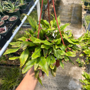 Pyrrosia lingua - FLASH SALE