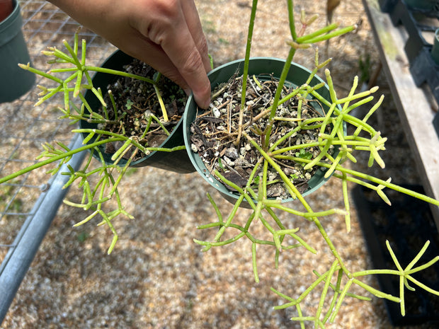 Rhipsalis species small pink berries - FLASH SALE