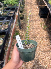Alluaudia humbertii - FLASH SALE