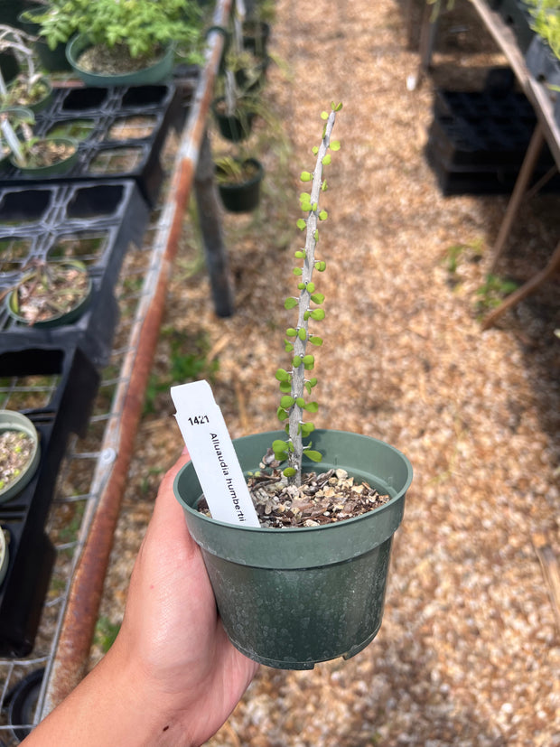 Alluaudia humbertii - FLASH SALE